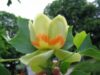 Tulpenboom__Liriodendron_tulipifera__Tulip_treeimg_4336bloem1