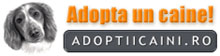 adoptii-caini220x56188