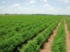 agricultura agricultura