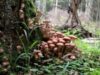Armillaria ostoyae