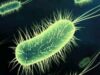 bacterie
