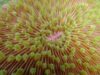 coral