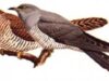 cuckoo