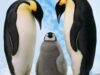 gallery-penguin-lrg1