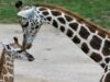 Girafa Rothschild Girafa Rothschild