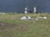 gunoaie 40 de metri cubi de gunoaie, stransi de voluntari in zona lacului Gilau