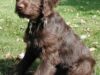 labradoodle labradoodle