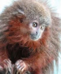 maimuta-cu-barba-rosie.jpg