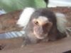 marmoseta marmoseta