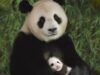 Panda urias Pentru a salva urşii Panda de la dispariţie, specialiştii chinezi au apelat la inseminarea artificială