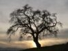 trees-web trees-web