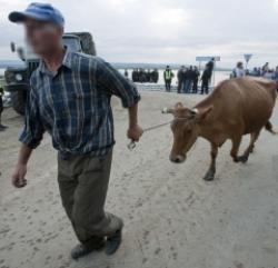 vaca