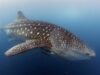 whale-shark-540x380 whale-shark-540x380
