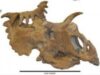 Kosmoceratops