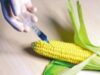 Romanii doresc interzicerea organismelor modificate genetic