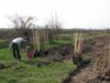 Pregatire plantare Pregatire plantare