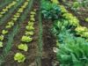 Sprijin pentru fermierii eco