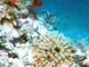 anemone anemone