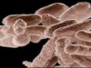 bacterie rezistenta la antibiotice