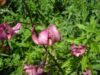 Ziua Internationala a Biodiversitatii