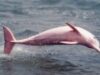 delfin
