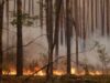 incendii de vegetatie