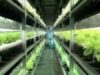 legume hi-tech