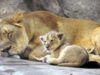 leoaica