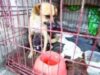 marea sterilizare marea sterilizare