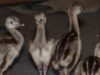 nandu nandu