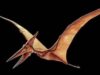 pterosaur