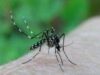west nile west nile