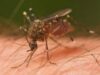 west nile west nile