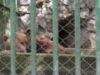 zoo hunedoara