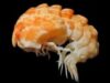 Epimeria georgiana Epimeria georgiana