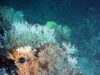 Comisia Europeana anunta o noua strategie pentru stoparea in interval de zece ani a pierderilor in materie de biodiversitate