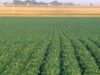 cultura de soia modificata genetic Fermierii romani au solicitat Parlamentului European dreptul a cultiva soia modificata genetic