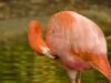 flamingo flamingo