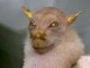 liliacul yoda liliacul yoda