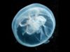 meduza meduza