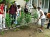 plantari