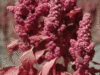 quinoa1 quinoa1