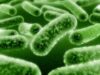 Bacterie "dresata" sa transforme resturile menajere in plastic