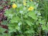 Rostopasca (Chelidonium majus)