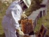 Doi apicultori au solicitat sprijin pentru imbunatatirea calitatii produselor Doi apicultori au solicitat sprijin pentru îmbunătăţirea calităţii produselor