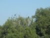 braila turistica La colonia de pe Lacul Chiriloaia vedeţi cele mai multe specii de păsări şi nuferi