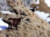Un fost ofiÅ£er SRI a fost prins la vÃ¢nÄƒtoare de capre negre