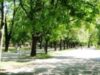 Dinamovistii se gindesc la natura! Au plantat copaci la Bragadiru Dinamoviştii se gîndesc la natură! Au plantat copaci la Bragadiru