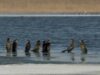 cormorani