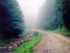 16 hectare de pădure defrişate pentru construirea unui drum forestier la Cugir
